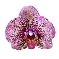 Фото Орхідея фаленопсис рожева в крапинку 2 квітконоси №22 Standart