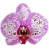 Фото Орхідея Фаленопсис рожевий в крапочку 2 квітконоси №33 Standart