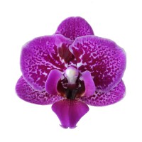 Фото Орхідея фаленопсис рожева в крапинку №21 Midi
