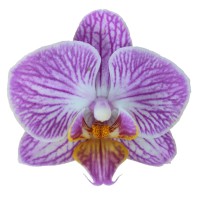 Фото Орхідея Фаленопсис рожевий в полоску сильноквітучий №1 Midi