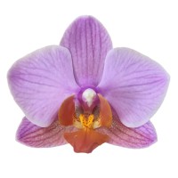 Фото Орхідея Фаленопсис рожево-помаранчевий сильноквітучий №10 Midi