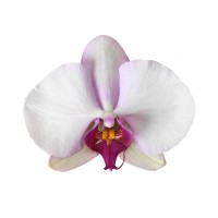 Фото Орхідея Фаленопсис світло-рожевий 1 квітконіс №11 Standart