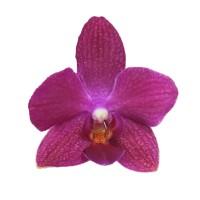 Фото Орхідея фаленопсис темно-рожева №15 Midi