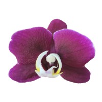 Фото Орхідея фаленопсис темно-рожева №26 Midi