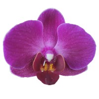 Фото Орхідея Фаленопсис темно-рожевий сильноквітучий №8 Midi