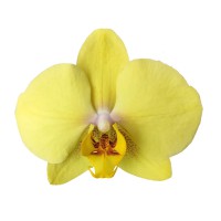 Фото Орхідея Фаленопсис жовта 2 квітконоси №13 Standart
