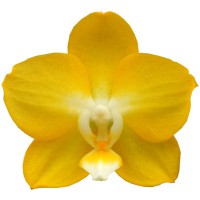 Фото Орхідея Фаленопсис Жовта 2 квітконоси №3 Standart
