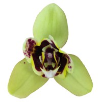 Фото Орхидея Фаленопсис Желтая в крапинку 2 цветоноса №14 Standart