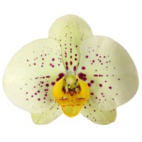 Фото Орхідея Фаленопсис жовта в крапочку 2 квітконоси №12 Standart