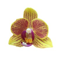 Фото Орхідея фаленопсис жовта в полоску №11 Mini