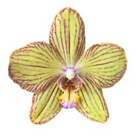 Фото Орхідея Фаленопсис жовтий в полоску №8  Standart