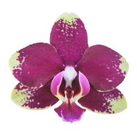 Фото Орхідея Фаленопсис жовто-рожева 2 квітконоси №15 Standart
