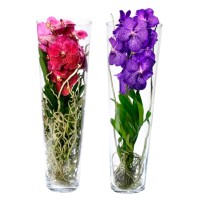 Фото Орхідея Ванда в вазі